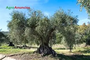 Venta  de Finca con olivos en Granada