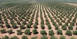 Venta Finca Rustica 30 Hectareas Olivos Ubeda