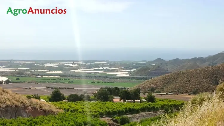 Venta  de Finca de melocotones con casa y piscina en Murcia