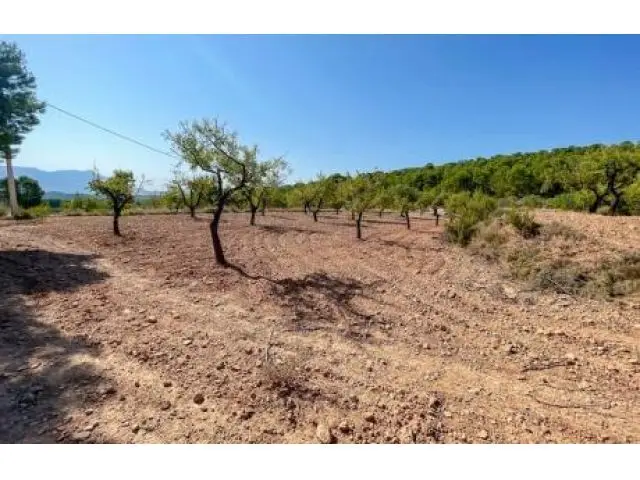 Terreno en Venta Novelda Horna Alta 11085m2