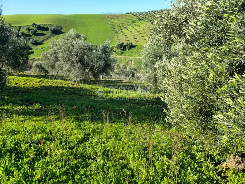 Terreno Agricola 25000m2 con 500 Olivos en Produccion