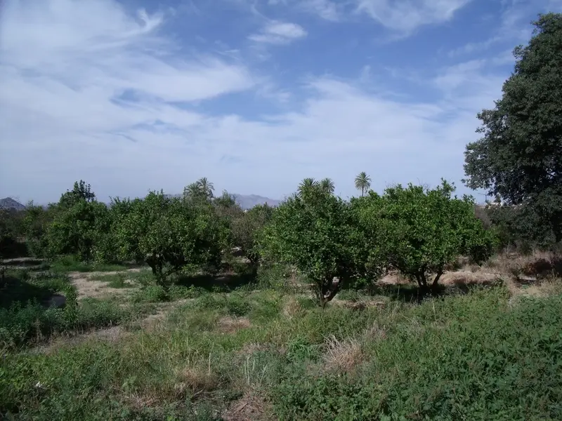 Venta Solar Torreaguera Ref 01322 Limoneros Cuarto Aperos