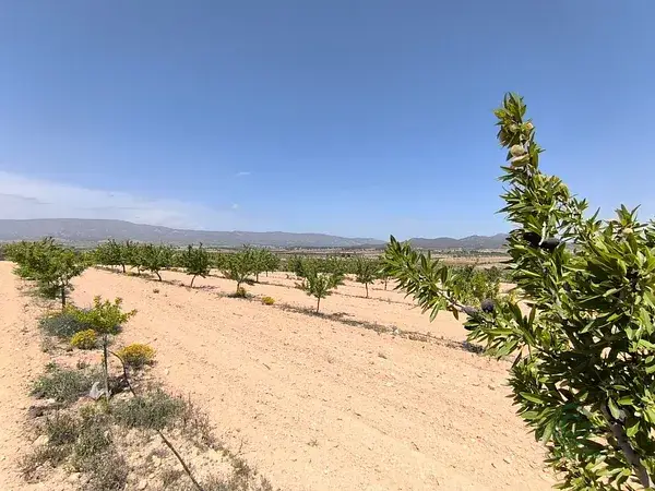 Huerto Ecológico con Almendros y Parcela Edificable en Monóvar