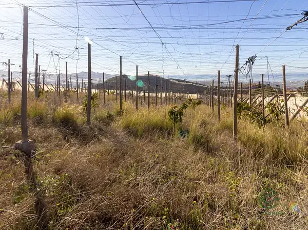 Venta Suelo Agricola 053ha Motril Cultivos Subtropicales Invernadero