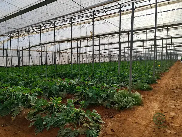 Finca Agricola 28000m2 Invernaderos 25000m2 Almeria