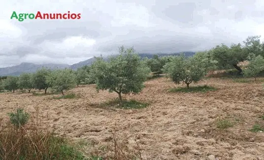 Finca de Olivar en Antequera Málaga