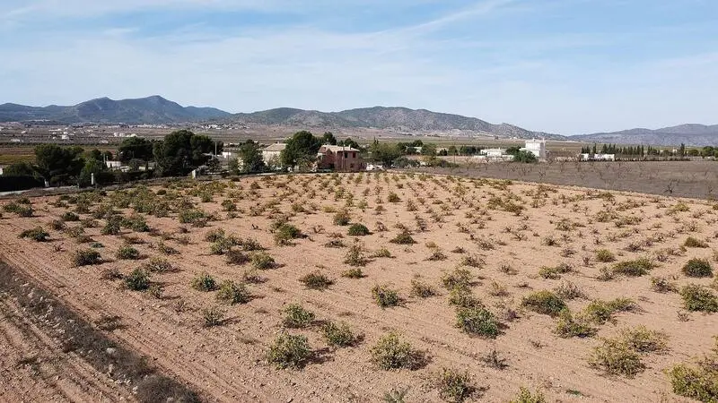 Parcela Edificable 10000m2 Pinoso Alicante