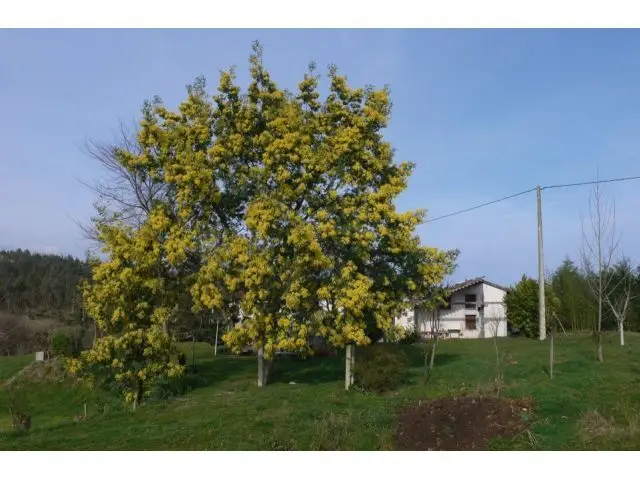 Casa Y Cuadras Para Restaurar En Finca Rustica