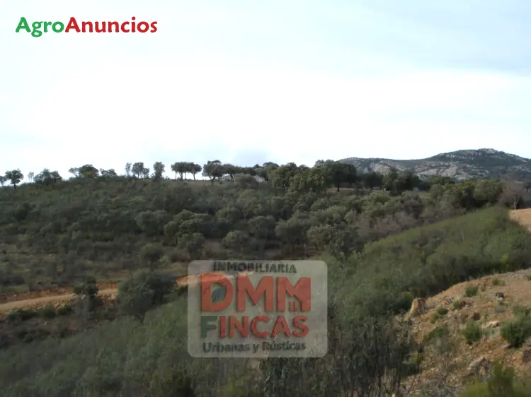 Venta Finca Caza Mayor Ciudad Real 600 ha