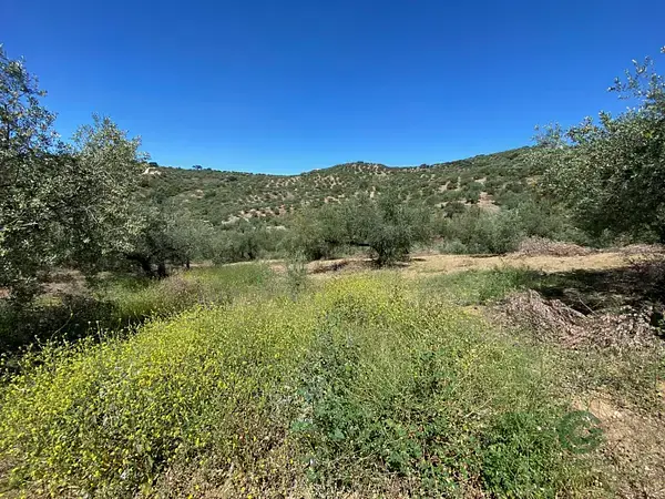 Parcelas Rusticas en Riogordo con Olivos Ecologicos