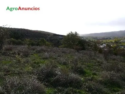 Venta  de Terreno de monte en León