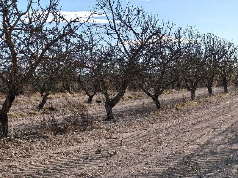Finca de Almendros en Pinoso