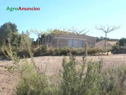 Venta  de Finca con viñedo, cerezos y melocotoneros en Tarragona