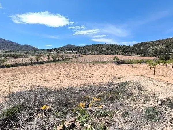 Terreno Agricola 27000m2 Jumilla Murcia Cerca Pinoso