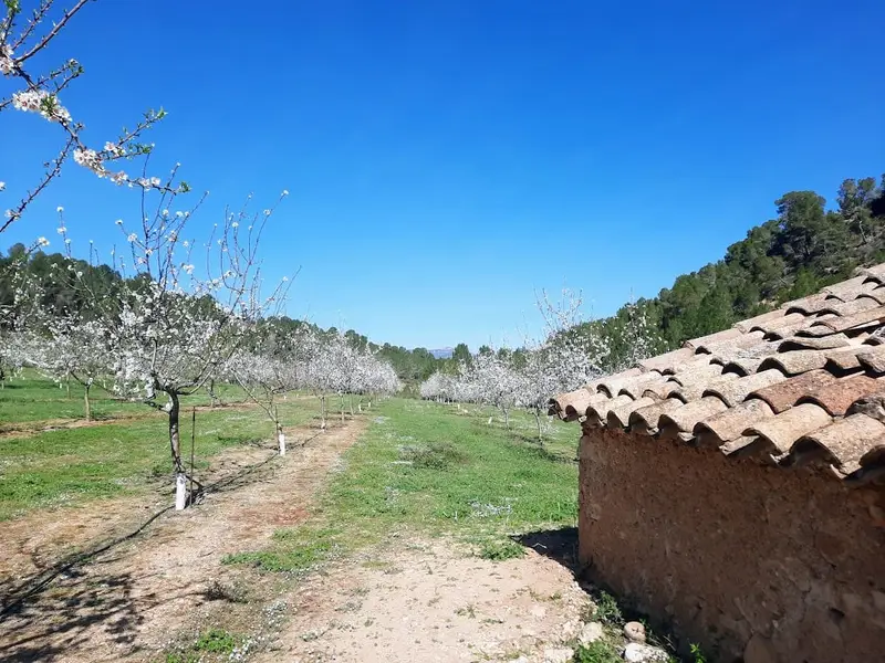 Finca Rustica en Venta cerca de Ginestar Tarragona