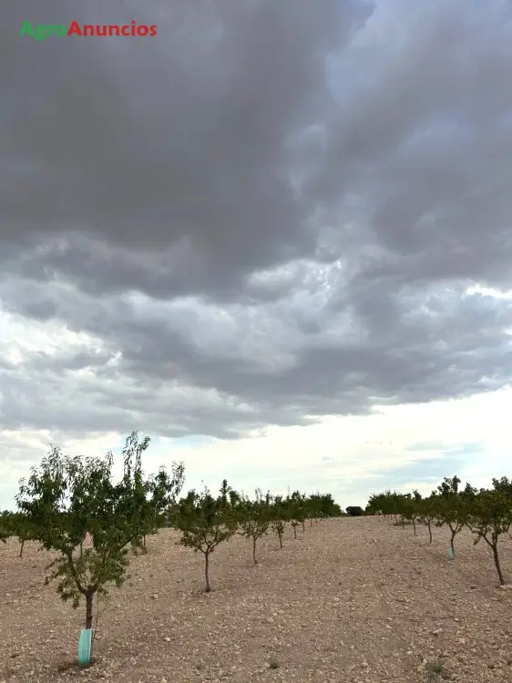 Venta Finca Almendros Ecologicos Albacete 35 has