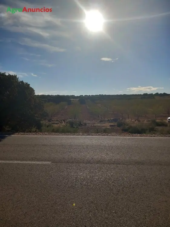 Venta  de Finca de almendros en Albacete