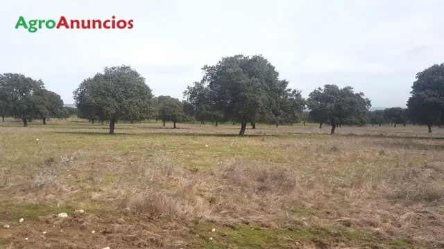 Venta  de Finca ganadera en Cáceres