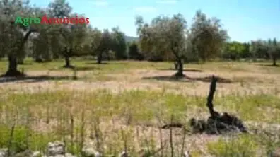 Venta  de Finca con olivos centenarios en Castellón