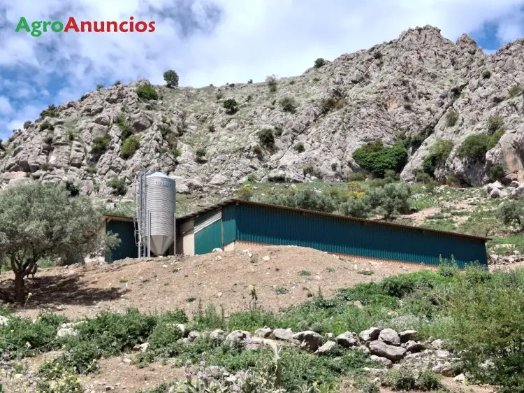 Venta  de Finca montes de málaga en Málaga