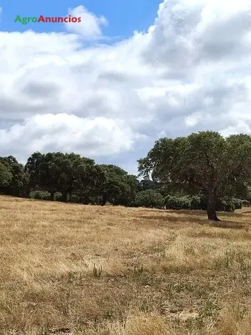 Venta  de Finca ganadera en Salamanca