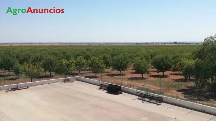 Venta  de Finca de almendros con riego por goteo en Toledo