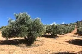 Venta  de Finca de olivar en Ciudad Real