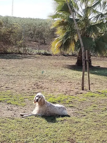 Finca rustica con residencia canina y criadero de perros