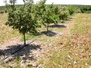 Compra  de Finca de labor para plantación trufera en Guadalajara