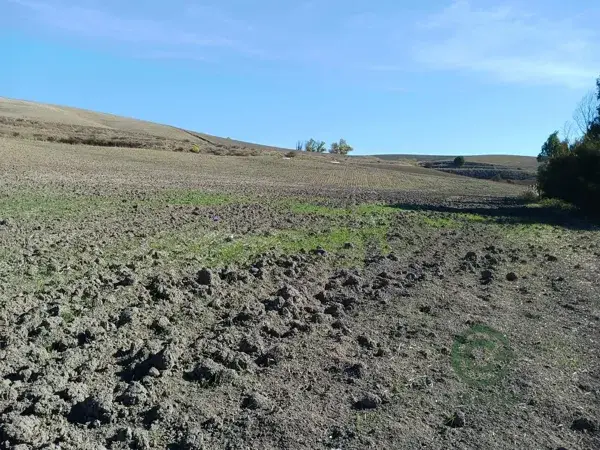Finca de Regadío 9 Hectareas Jerez de la Frontera