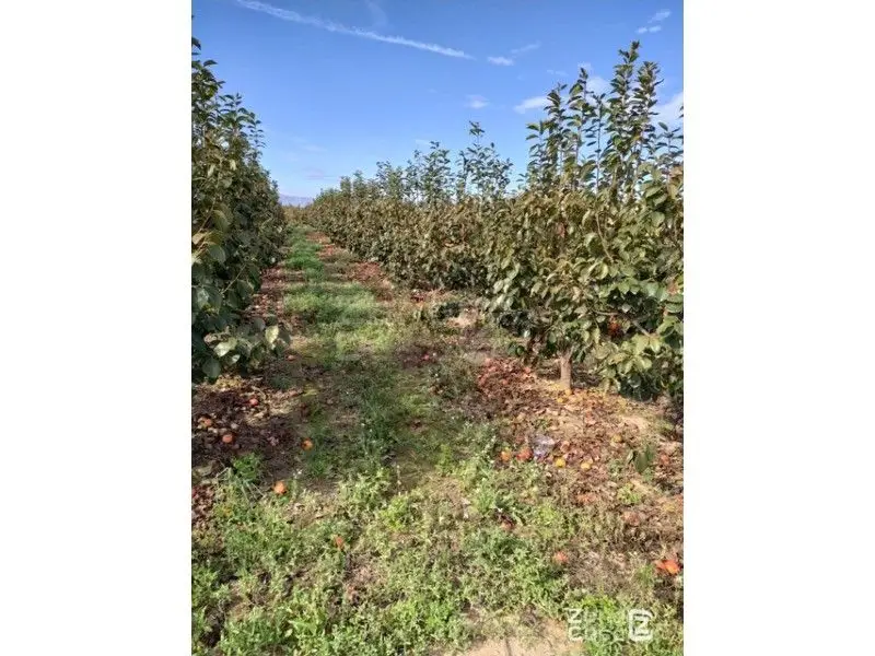 Venta Finca Rustica Caquis Algemesí 377 Ha