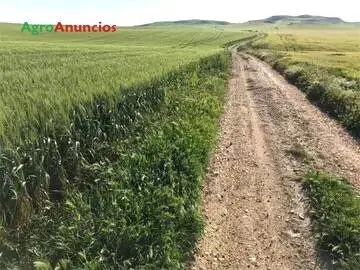 Venta  de Terreno de secano en Sevilla