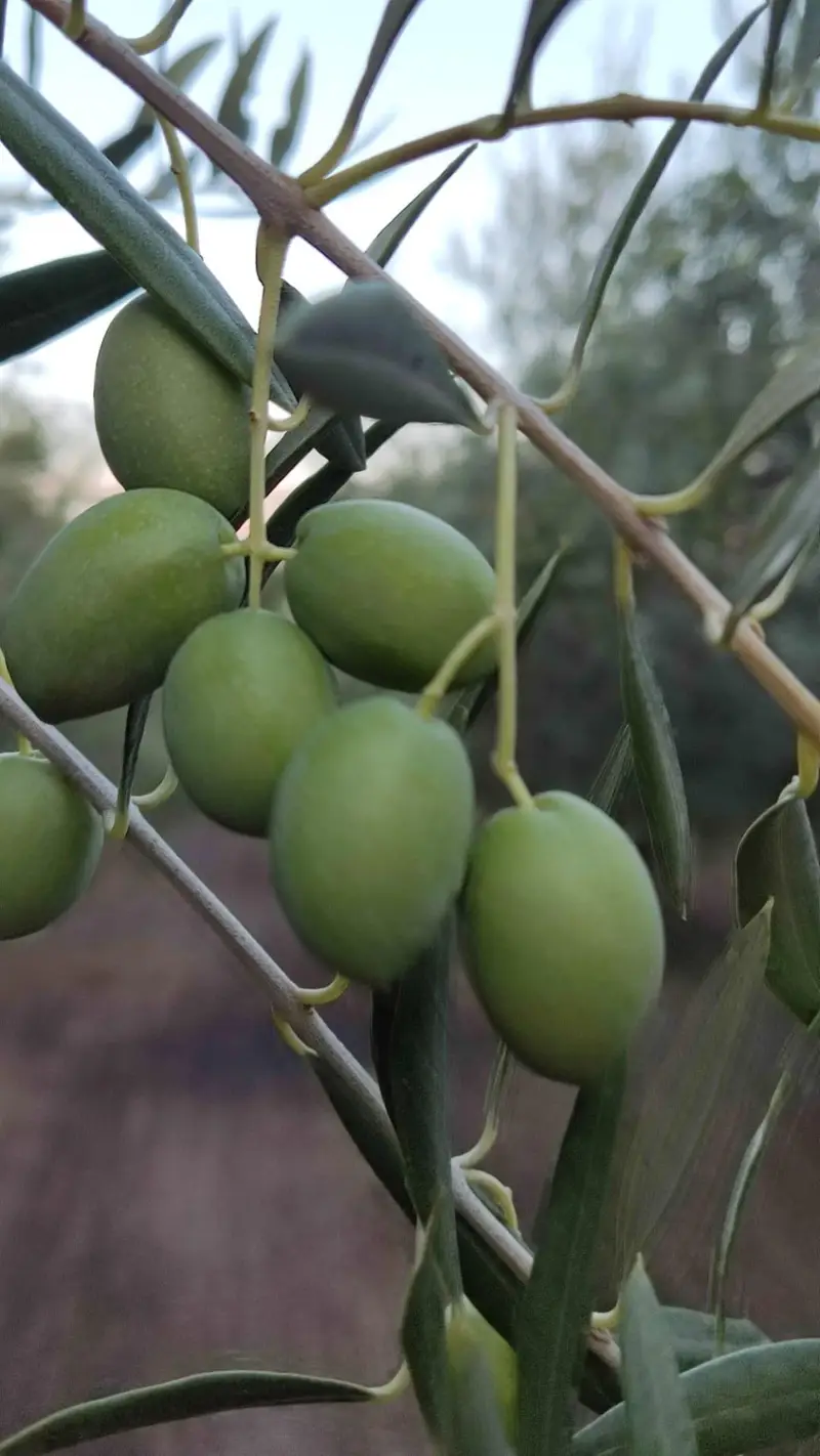 Venta Terreno con Olivos en Chauchina