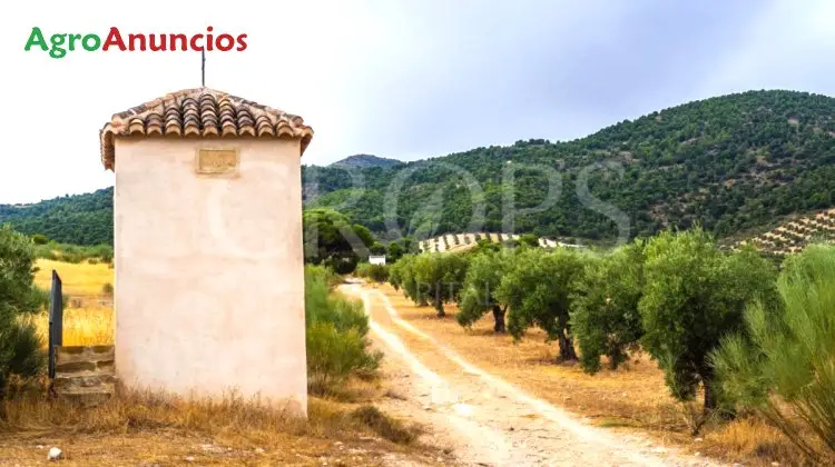 Venta  de Finca de olivos y labor secano en Jaén