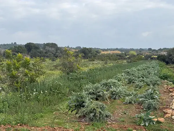 Finca Rústica en Torredembarra 25ha Vistas Impresionantes