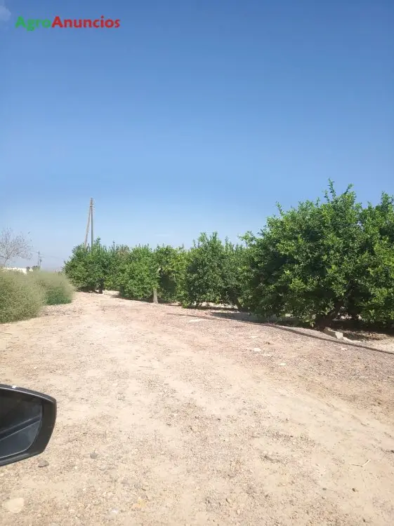 Venta  de Finca de limones fino en Murcia