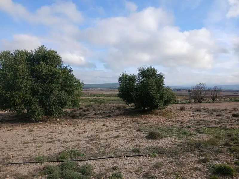 Terrenos en Venta Yecla Murcia: Olivos Viñas Construccion