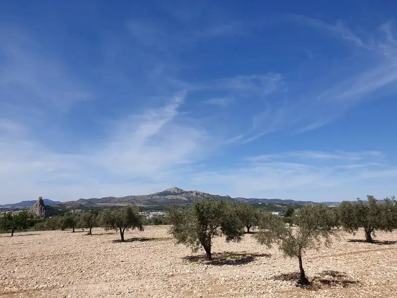 Terrenos en Venta Sax Alicante 10000m2