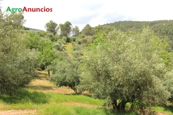 Venta Finca 4000 Olivos Riego Cortijo Naves Siles Jaen