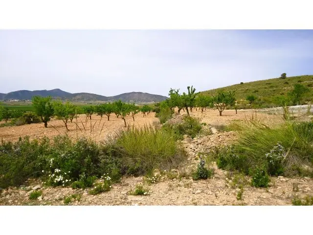 Finca Rustica en Venta Pinoso Alicante