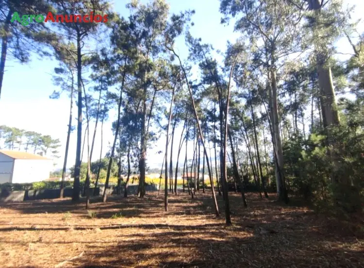 Venta  de Terreno forestal en Pontevedra