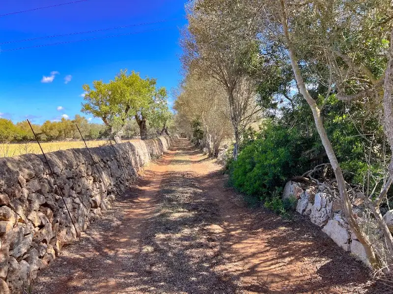 Venta Terreno Felanitx 61021m2 Vivienda Unifamiliar
