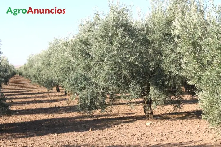 Venta  de Finca de olivar de regadio en Granada