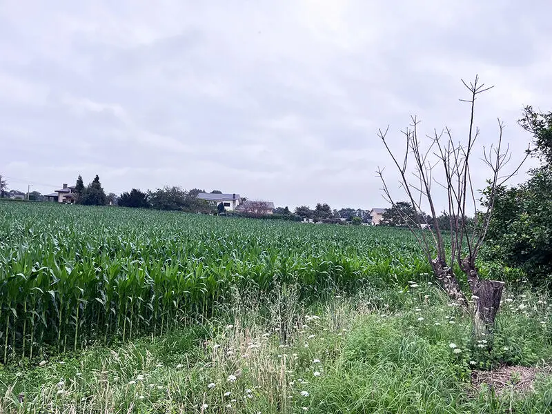 Terreno Agricola en Venta Asturias 1 Hectarea