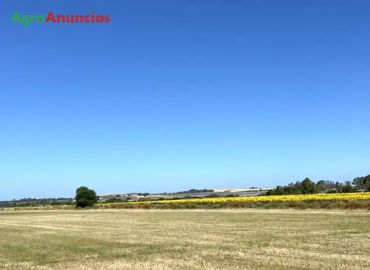 Finca de Olivar en Cádiz - Proyecto Agrícola