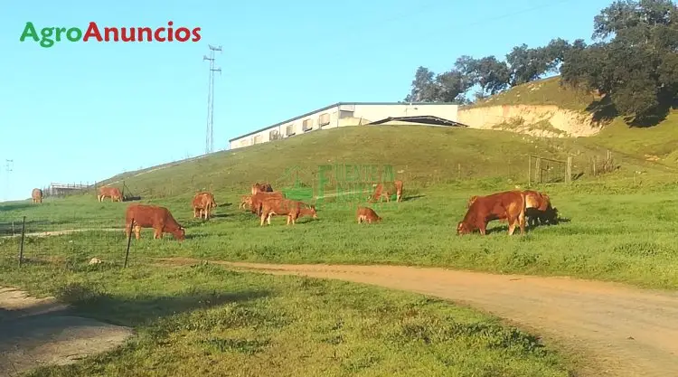 Venta  de Finca ganadera con nave en Huelva