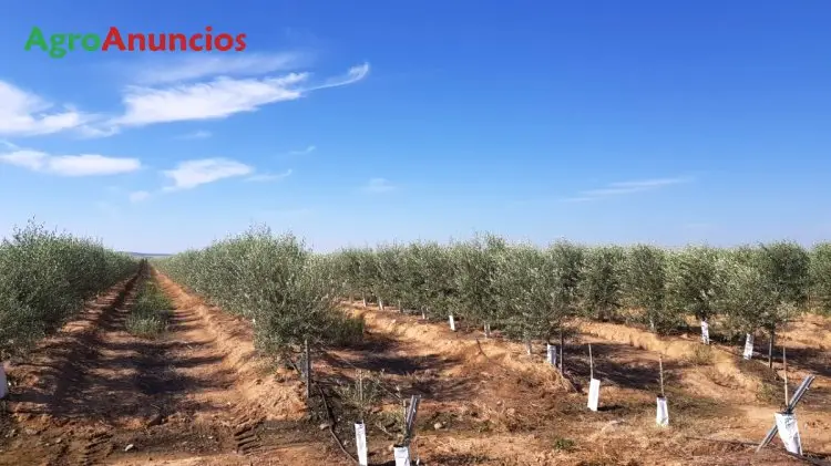 Venta  de Finca de olivar superintensivo en Badajoz