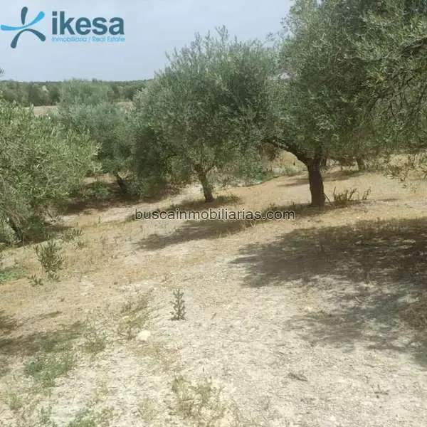 Parcela Rustica en Venta en Jaen Finca de Olivos