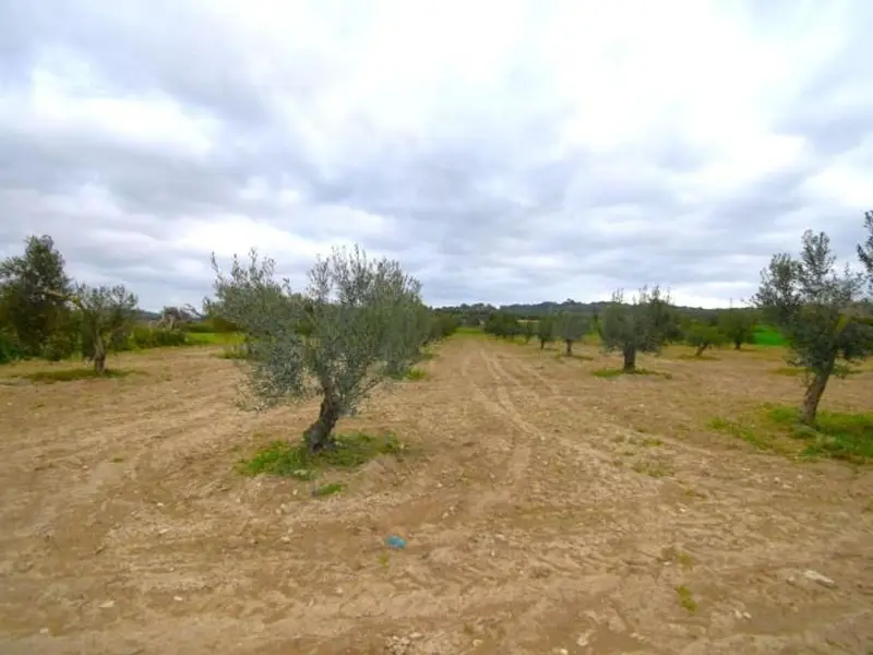 Finca Rustica con Olivos en Muro Mallorca