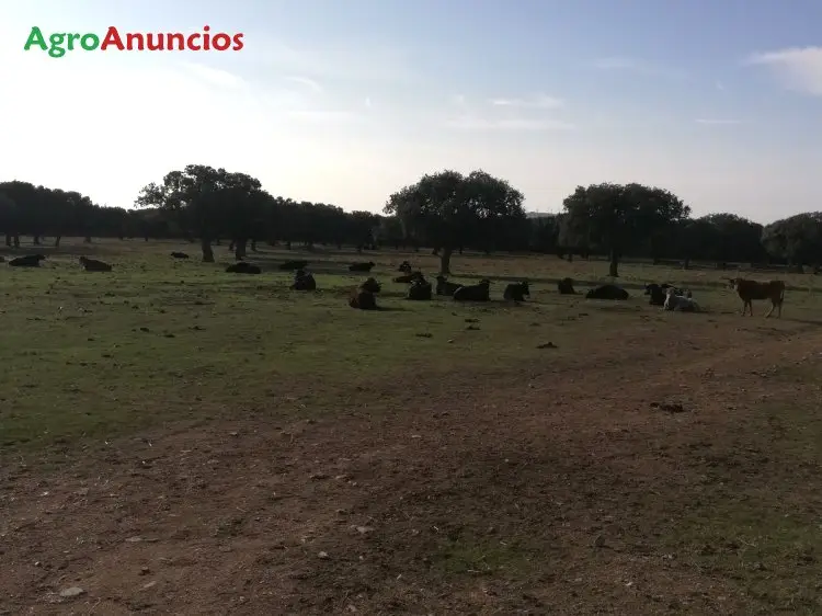 Demanda  de Finca ganadera en Salamanca